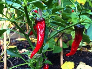 Het Chili 'Hot Portugal'